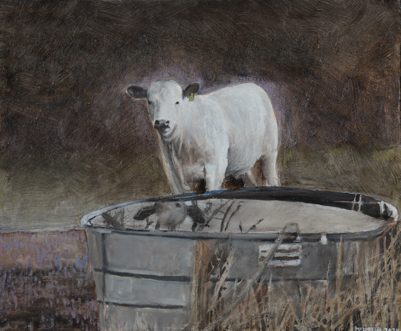 Charolais Calf