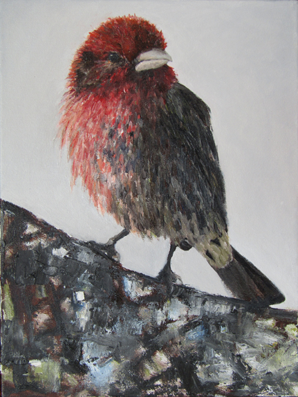 The Housefinch